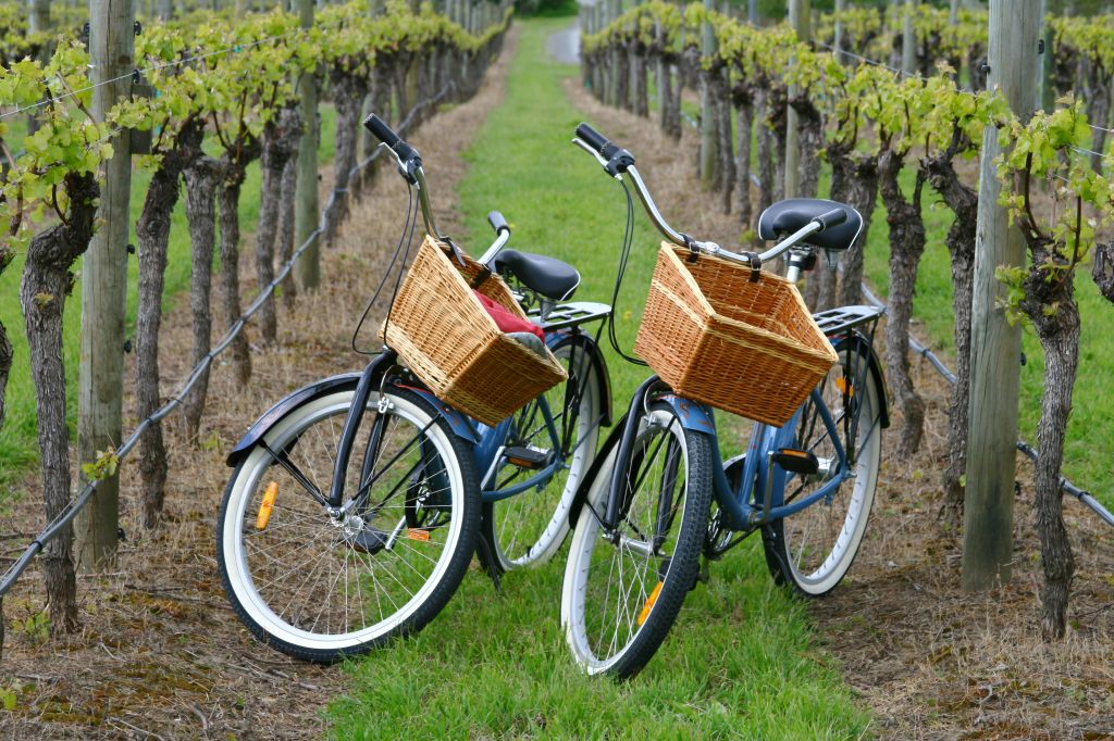Bikes in Vineyards
