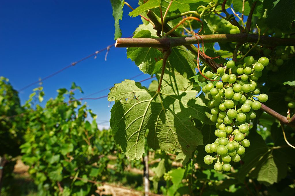 Borgonato (Bs),Franciacorta,Lombardy,Italy, a vineyard of Chardonnay grapes