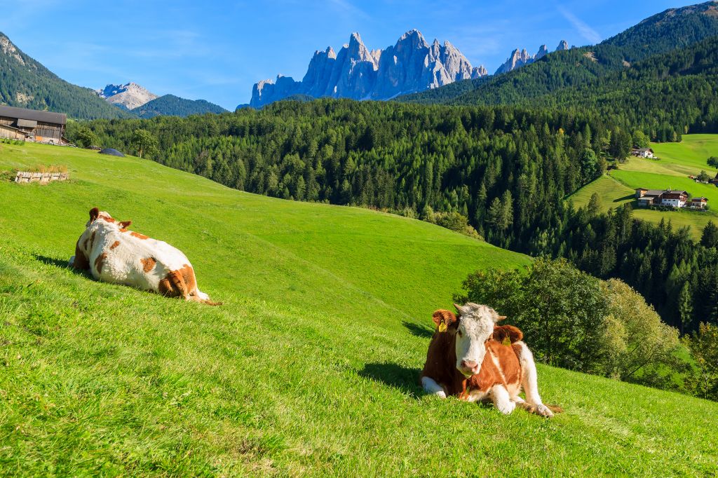 Cows on green meadow in alpine valley in Santa Maddalena village, Val di Funes, Dolomiti Mountains, Italy