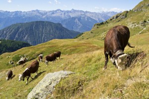 Grazing cows near Monte Rosa, Alps, Aosta Valley, Italy