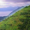 Travel Review Italy Travel Agency: Custom Italy Vacation Package, Cinque Terre, Tuscany, Pisa, Lucca, Florence, Siena, Chianti, Val d’Orcia, Pompeii, Sorrento, Amalfi Coast, Capri