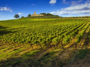 Tuscany countryside covered in vineyards
