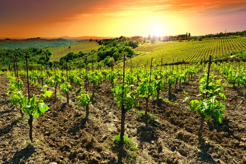 Hill of Tuscany with Vineyard in the Chianti Region, Sunset, Italy