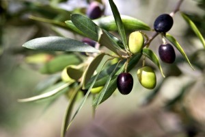 Olives in Italy