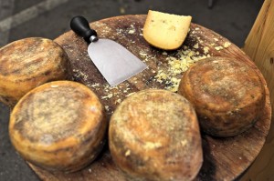 Small wheels of pecorino and cheese knife on wooden table. Italy