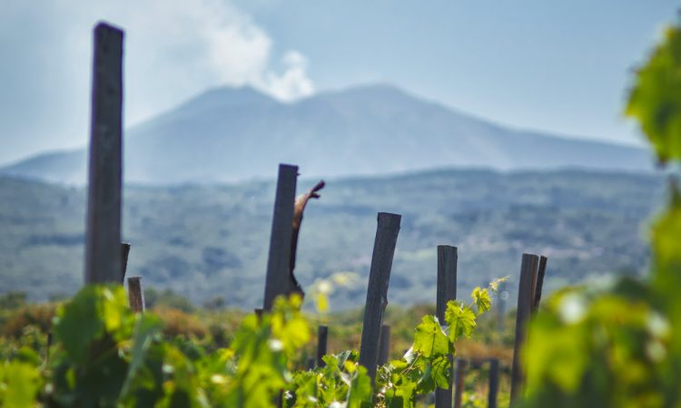 THE MAGIC OF MOUNT ETNA’S VINEYARDS