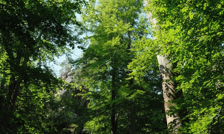 THE WAY OF THE FORESTS: FOREST BATHING AND SLOW TRAVEL EXPERIENCES IN TUSCANY THE WAY OF THE FORESTS: FOREST BATHING AND SLOW TRAVEL EXPERIENCES IN TUSCANY