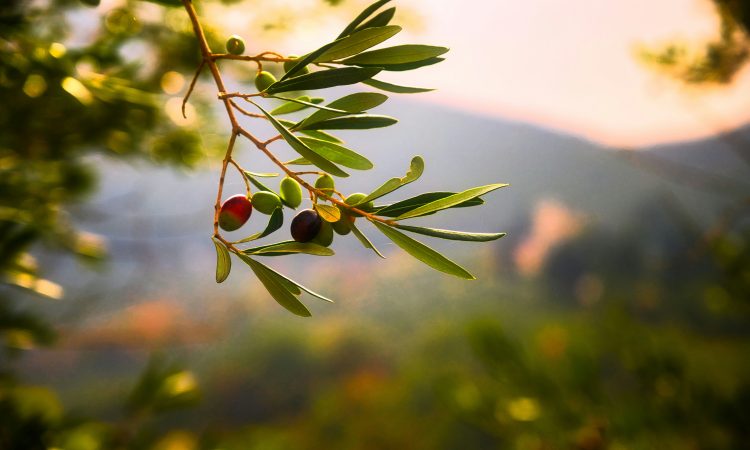 OLIVE OIL: ITALY’S GOLDEN HERITAGE