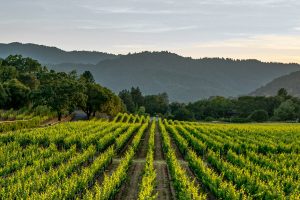 CHIANTI1_GALLERY
