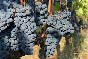 CHIANTI4_GALLERY