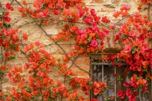 TUSCANY2_GALLERY