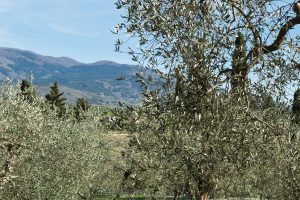TUSCANY3_GALLERY