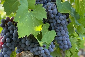 MONTALCINO2_GALLERY
