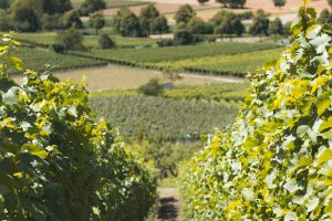 MONTALCINO3_GALLERY