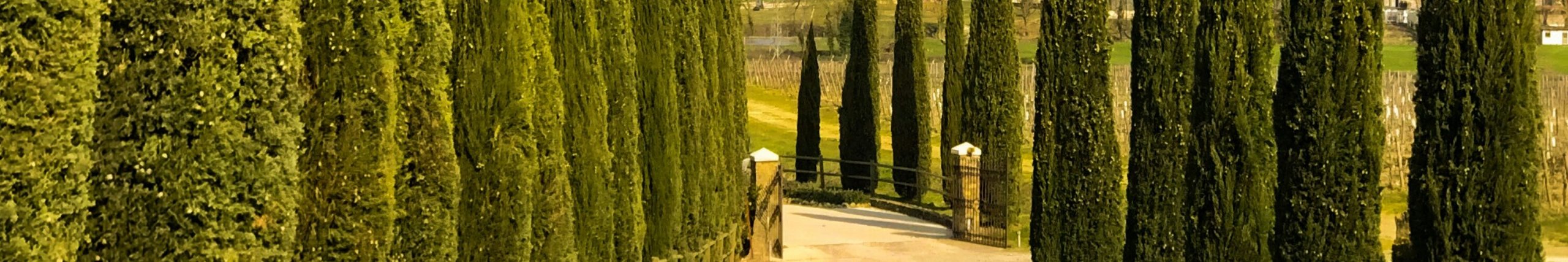 MONTALCINO_OVERVIEW