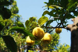 SORRENTO2_GALLERY