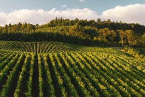 VALPOLICELLA4_GALLERY