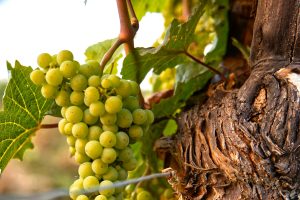 VALPOLICELLA5_GALLERY