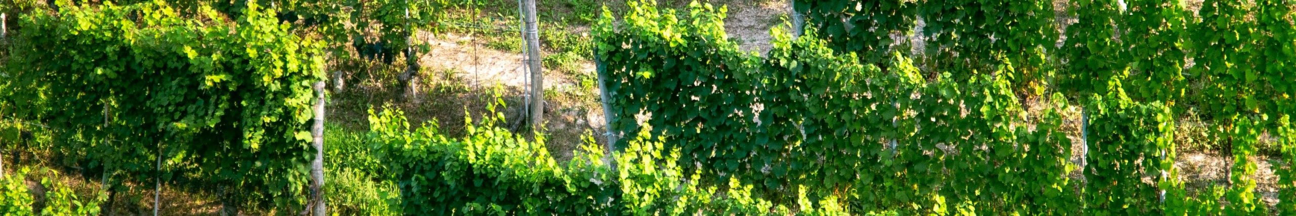 VALPOLICELLA_OVERVIEW