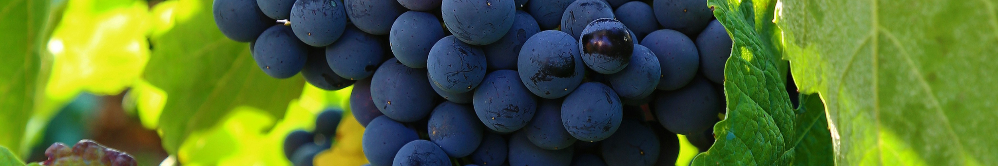 WINE_OVERVIEW