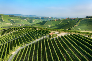LANGHE1_GALLERY
