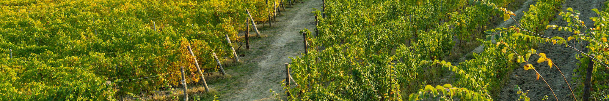 LANGHE2_OVERVIEW