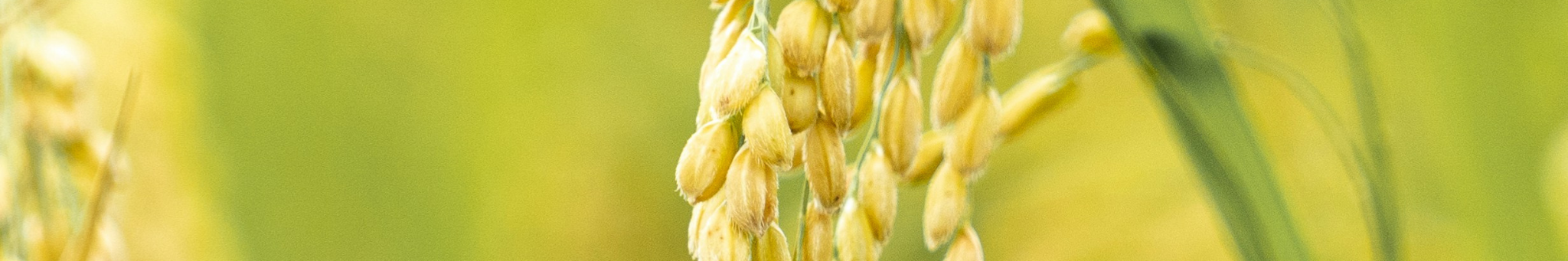 RICE_OVERVIEW