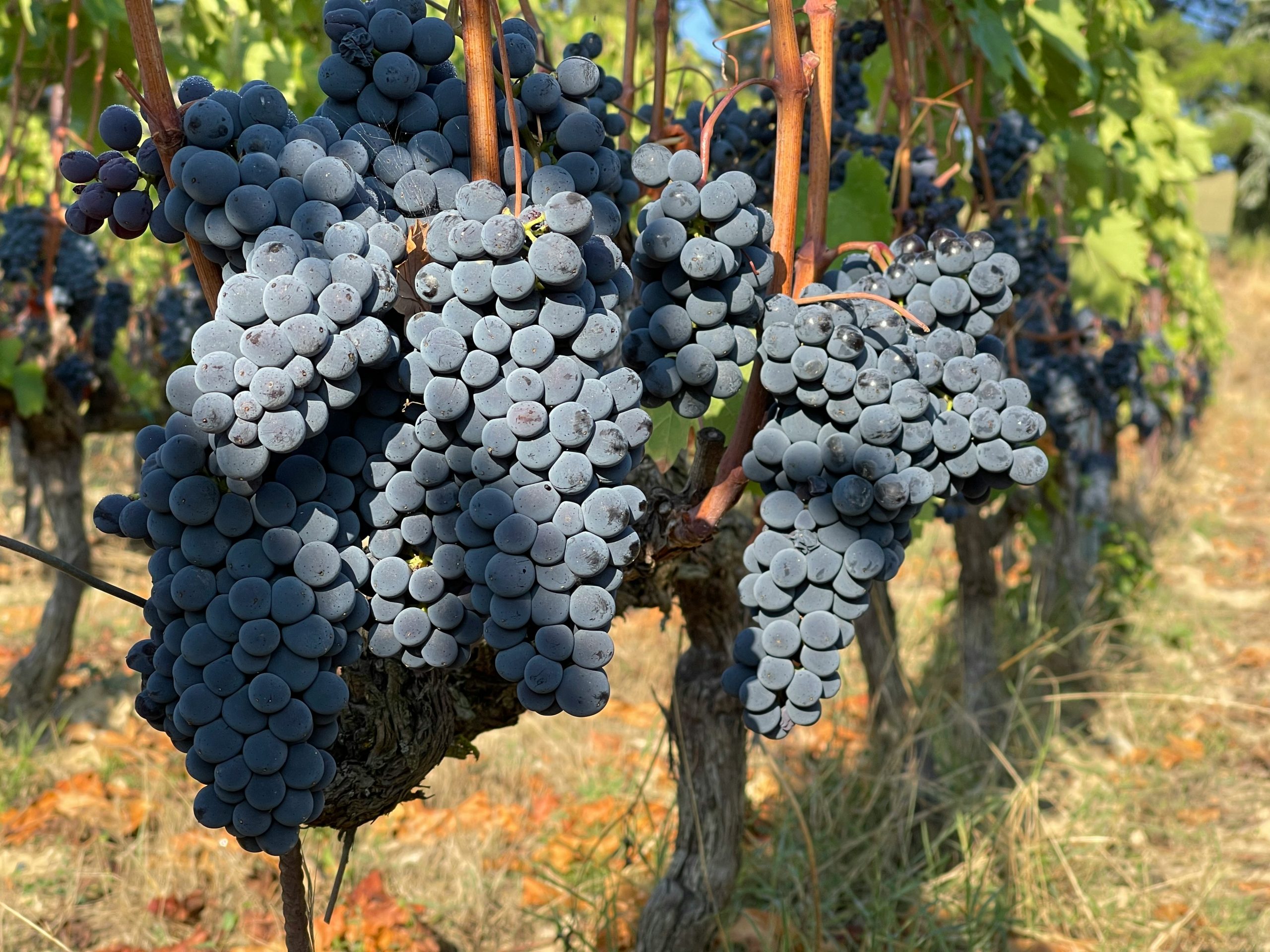 CHIANTI HARVESTING