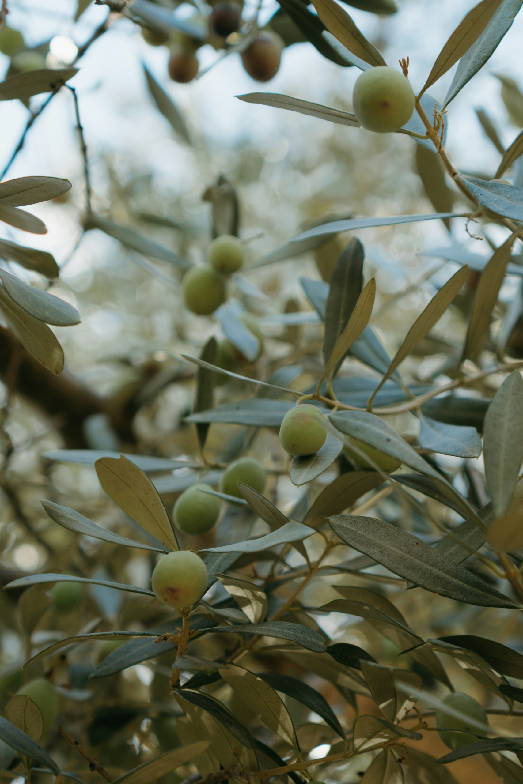 OLIVE OIL