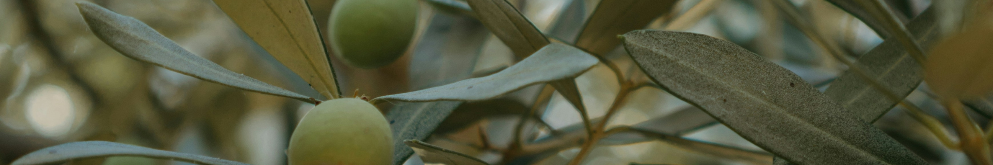 OLIVE_OIL_OVERVIEW
