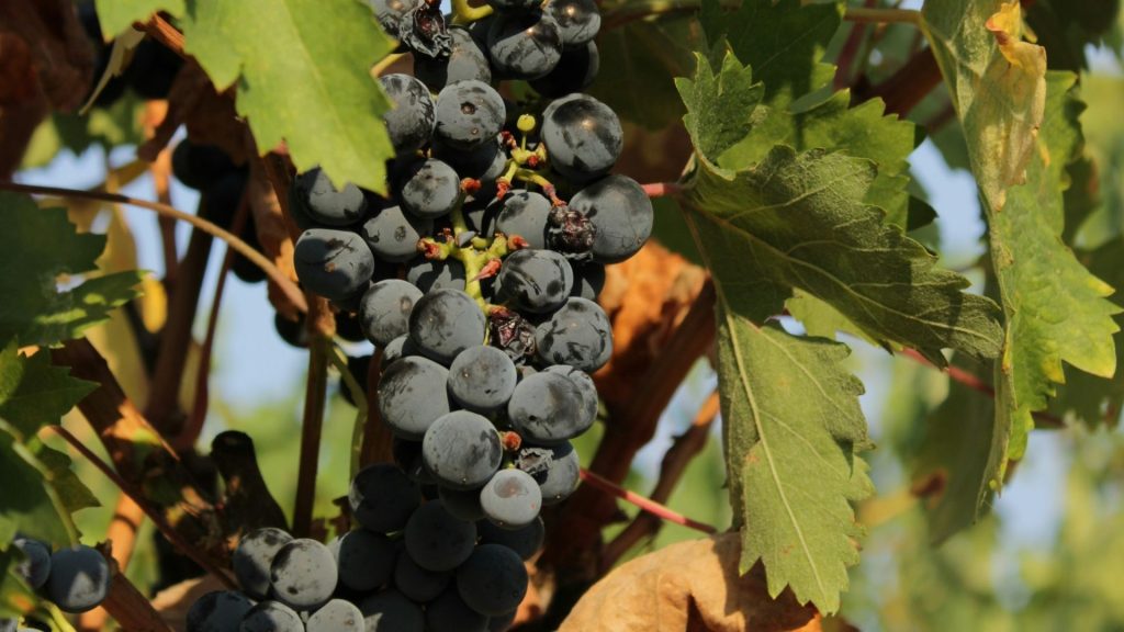 VINEYARD DETAILS