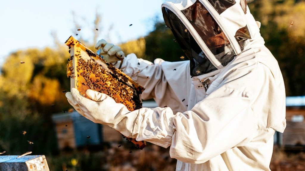 BEE_EXPERIENCE