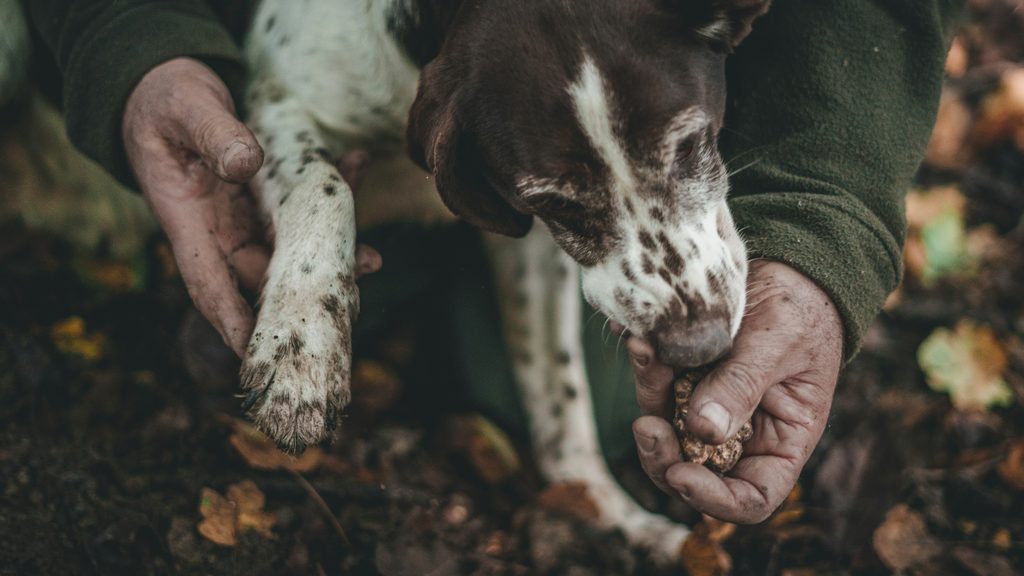 TRUFFLE HUNT