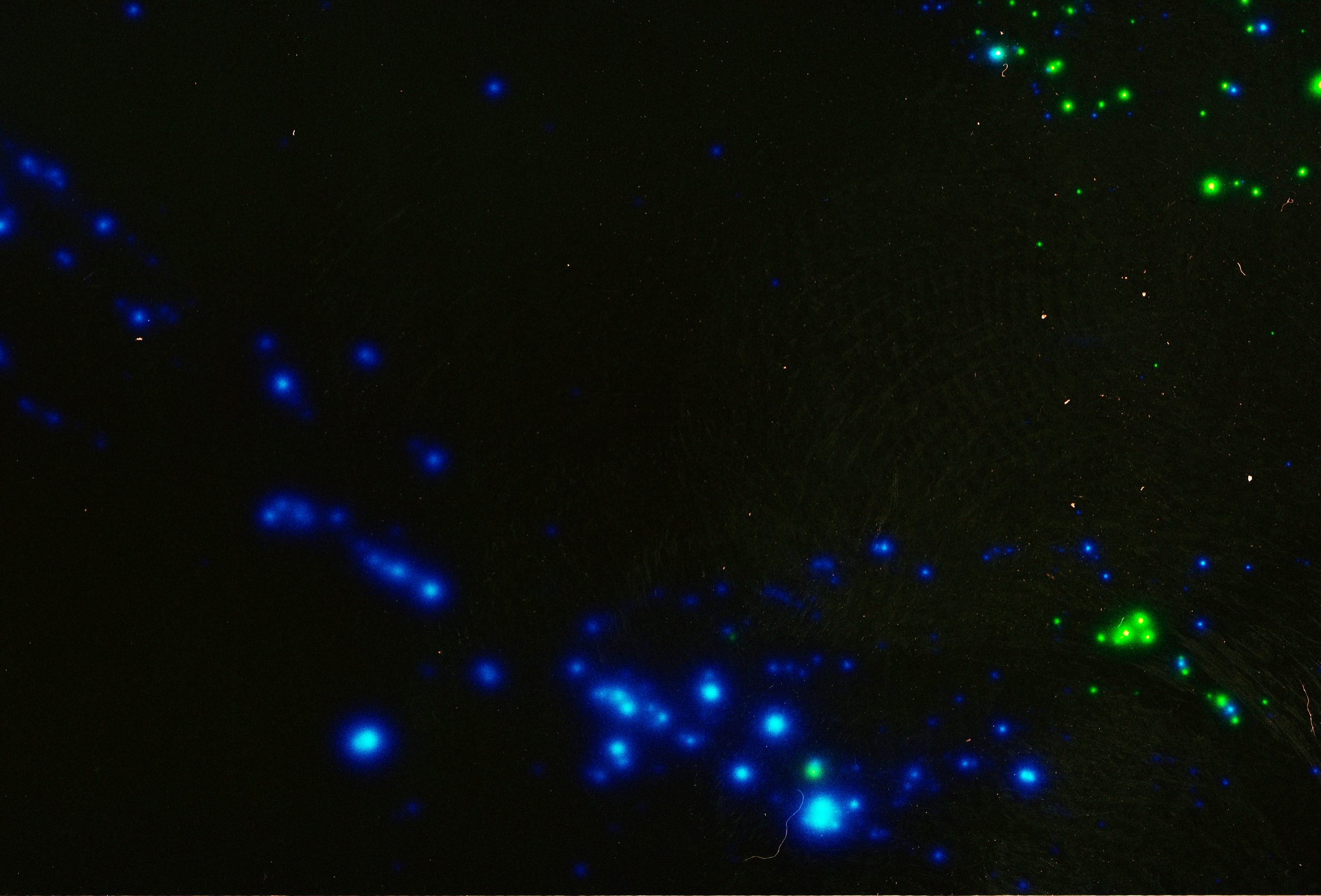 BIOLUMINESCENT WATER