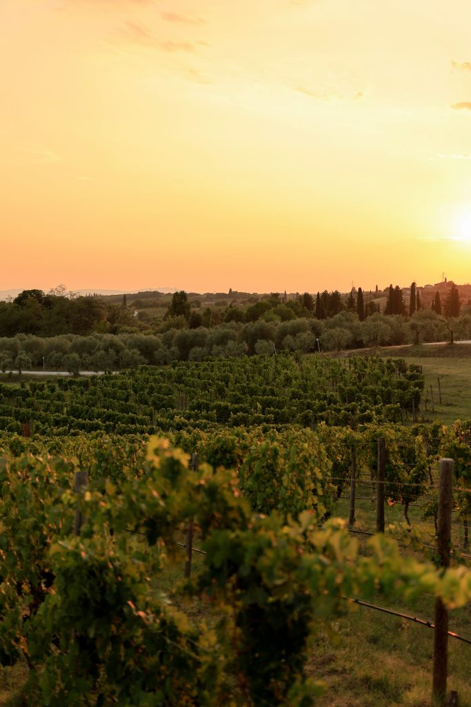 SUNSET VINEYARD