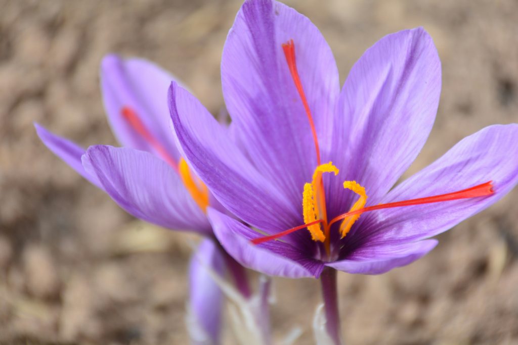 SAFFRON FLOWER